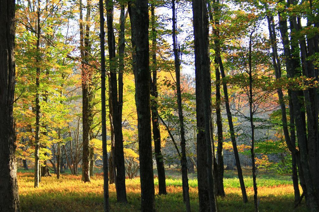 Canaan Valley Resort State Park Дейвис Экстерьер фото