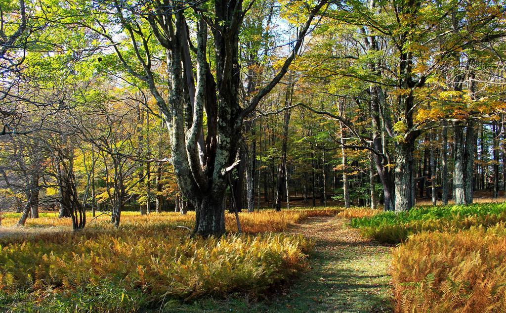 Canaan Valley Resort State Park Дейвис Экстерьер фото